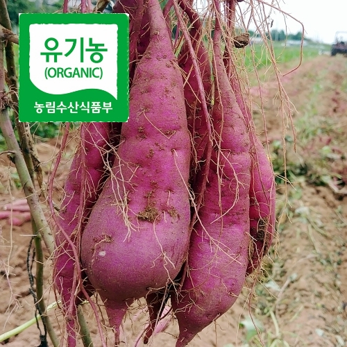 유기농인증 꿀 고구마 5kg, 10kg