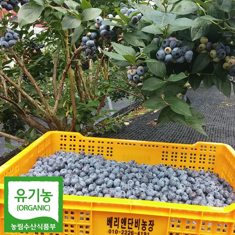 [출하중]2023최상품 친환경 유기농 햇블루베리 /급냉 3kg