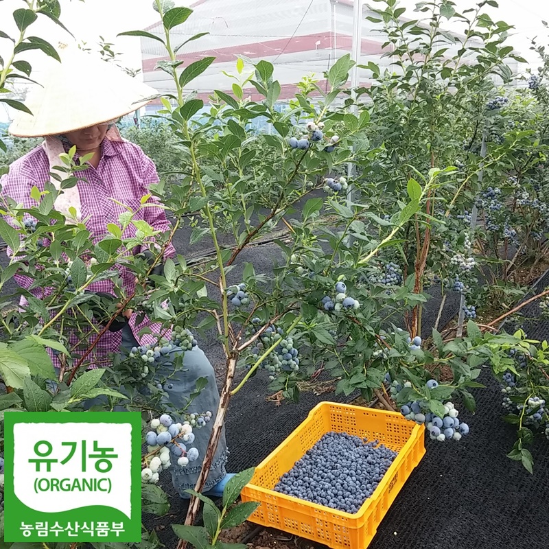 [출하중]2023최상품 친환경 유기농 햇블루베리 /급냉 3kg