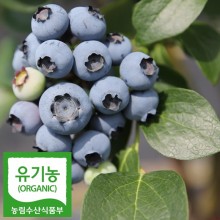 [출하중]2022최상품 친환경 유기농 햇블루베리 /생과/급냉 3kg
