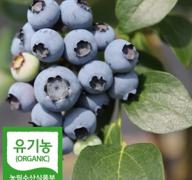 2022효소용-급냉 친환경유기농햇블루베리 10kg
