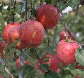 껍질째먹는 사과 부사 흠집사과 10kg(45과내외) 봉화 GAP 저탄소인증
