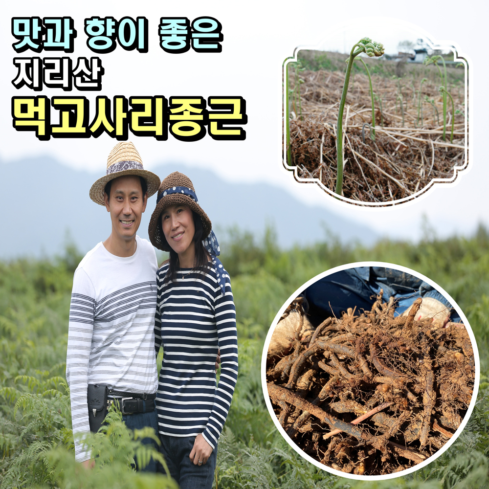 지리산 더좋은 먹 고사리재배  종근 뿌리 씨앗 고사리모종  10kg  우수 품종 품질 고품질 다수확